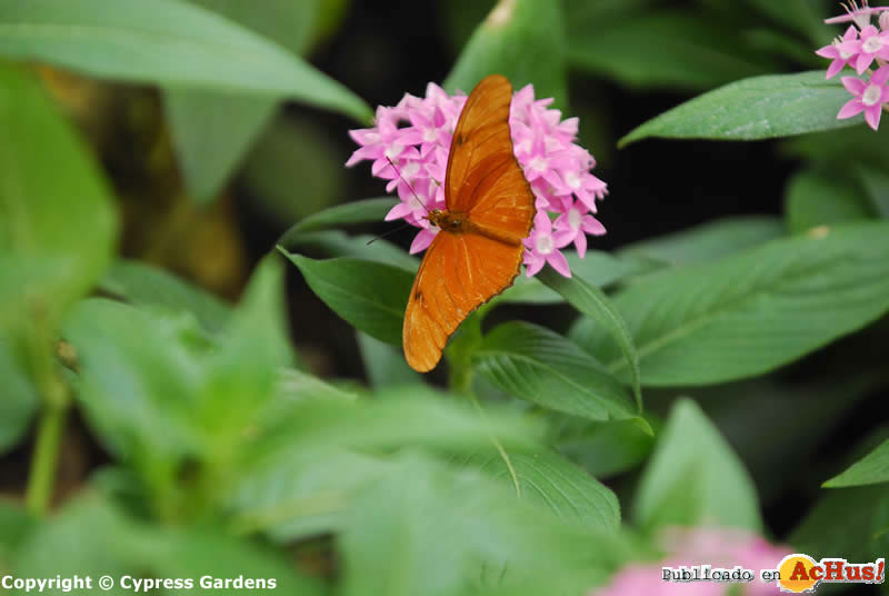 Cypress Gardens  07